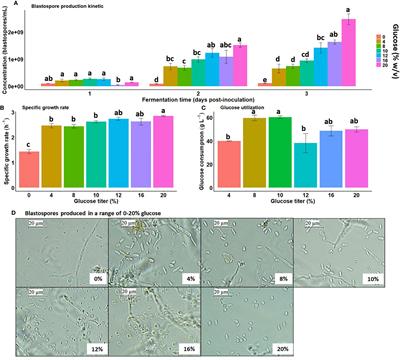 Transcriptional Responses of Beauveria bassiana Blastospores Cultured Under Varying Glucose Concentrations